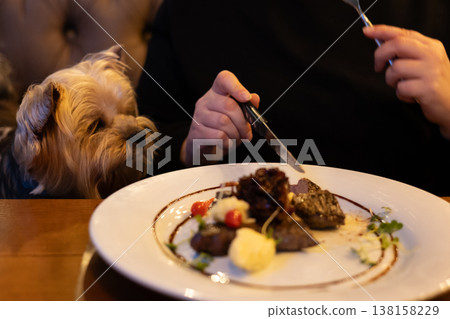 Small dog Yorkshire terrier attentively watching its owner eat gourmet steak at a cozy restaurant table. Pet-friendly dining. Human and pet bond. 138158229