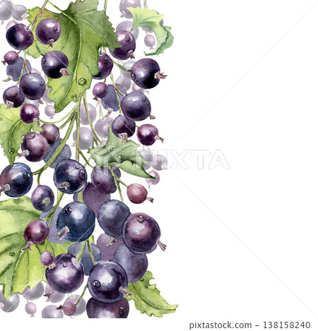 Purple berries botanical vertical border isolated on white. Black currant watercolor frame with empty space for design. Hand drawn summer fresh fruit for greeting card, packaging. Purple berries botanical vertical border isolated on white. Black currant watercolor frame with empty space for design. Hand drawn summer fresh fruit for greeting card, packaging. 138158240
