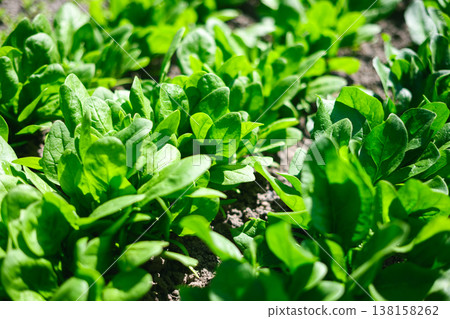 Fresh baby spinach foliage growing outdoors in cultivated soil Fresh baby spinach foliage growing outdoors in cultivated soil 138158262