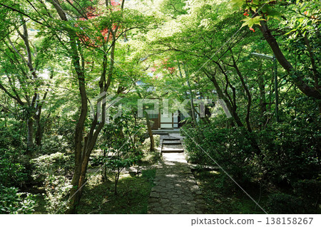 Fresh greenery at Zenhoji Temple in Kyoto 138158267