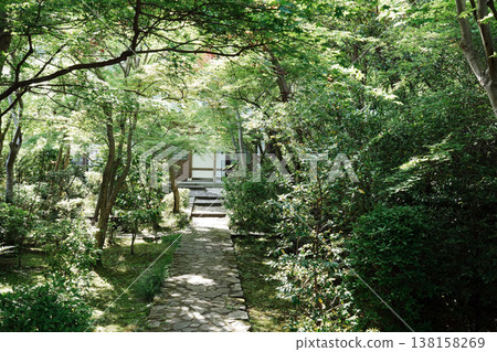 Fresh greenery at Zenhoji Temple in Kyoto 138158269
