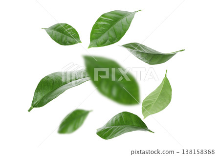 Green leaves are shown in various positions and angles, PNG Green leaves are shown in various positions and angles, PNG 138158368