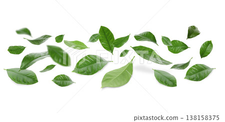 Leaves drift in space, providing a fresh backdrop, PNG Leaves drift in space, providing a fresh backdrop, PNG 138158375