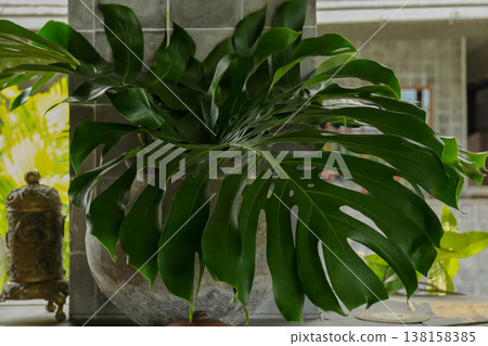 Monstera leaf in a round pot beside a wall in Bali 138158385