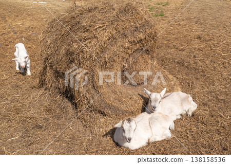 Baby goat Baby goat 138158536