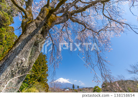 A large, magnificent weeping cherry tree and Mount Fuji A large, magnificent weeping cherry tree and Mount Fuji 138158654