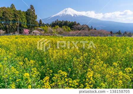 富士山和油菜花 富士山和油菜花 138158705