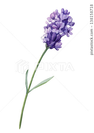 Lavender flower watercolor clipart with purple bloom and slender stem isolated on light background Lavender flower watercolor clipart with purple bloom and slender stem isolated on light background 138158718