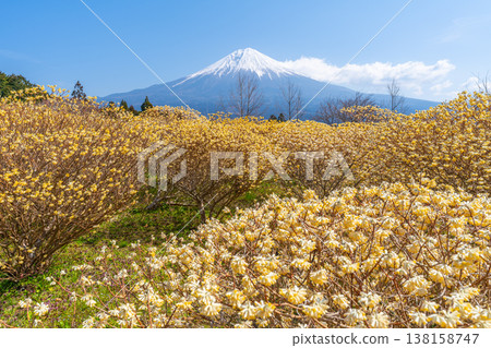 富士山和三俁黃色花田 富士山和三俁黃色花田 138158747