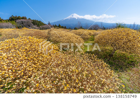 富士山和三俁黃色花田 富士山和三俁黃色花田 138158749