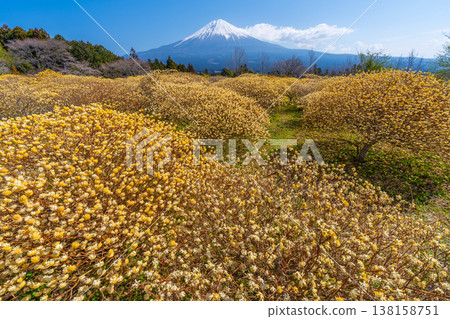 Mt. Fuji and Mitsumata yellow flower field Mt. Fuji and Mitsumata yellow flower field 138158751