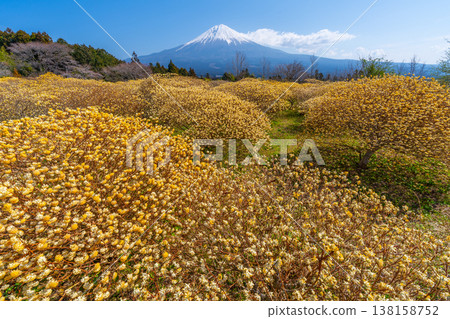 Mt. Fuji and Mitsumata yellow flower field 138158752