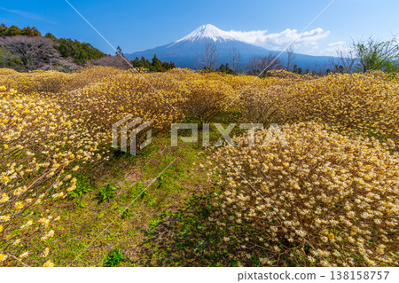 富士山和三俁黃色花田 富士山和三俁黃色花田 138158757
