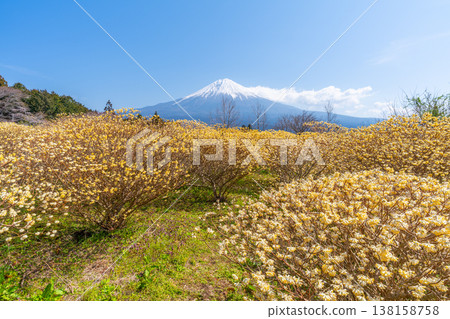 Mt. Fuji and Mitsumata yellow flower field Mt. Fuji and Mitsumata yellow flower field 138158758