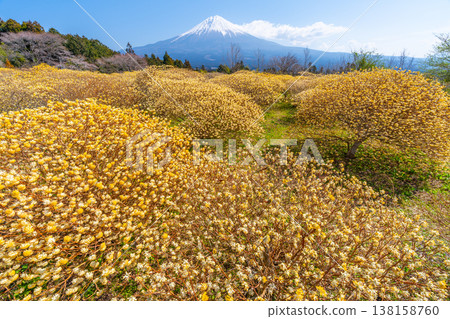 Mt. Fuji and Mitsumata yellow flower field Mt. Fuji and Mitsumata yellow flower field 138158760