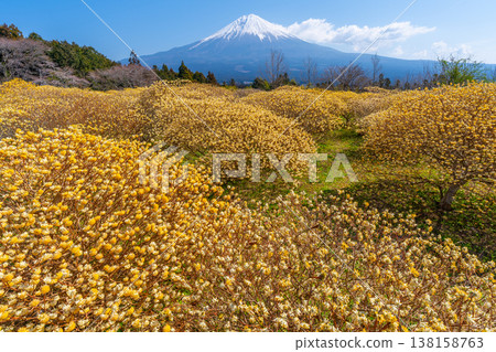 富士山和三俁黃色花田 富士山和三俁黃色花田 138158763