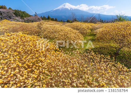 富士山和三俁黃色花田 138158764