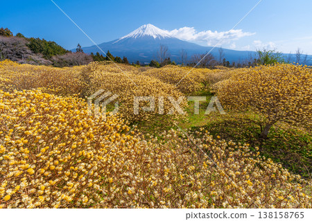 富士山和三俁黃色花田 富士山和三俁黃色花田 138158765