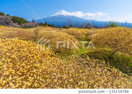 富士山和三俁黃色花田 富士山和三俁黃色花田 138158766
