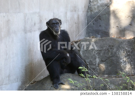A male chimpanzee sitting and looking at the camera. A male chimpanzee sitting and looking at the camera. 138158814