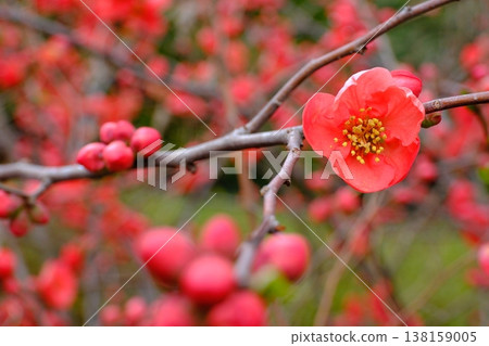 木瓜花宣告春天的到來 138159005