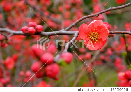 木瓜花宣告春天的到來 138159006