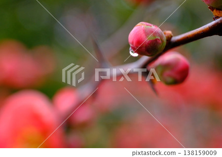 木瓜花宣告春天的到來 138159009