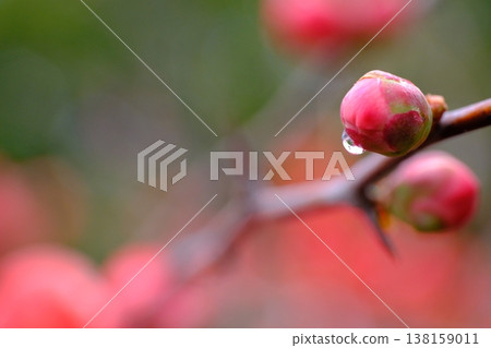 木瓜花宣告春天的到來 138159011