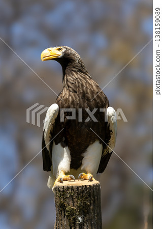 Steller's sea eagle to be wary Steller's sea eagle to be wary 138159089