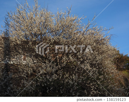 月瀨白林 月瀨白林 138159123