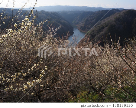 月瀨白林 月瀨白林 138159130