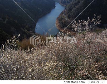 月瀨白林 月瀨白林 138159133