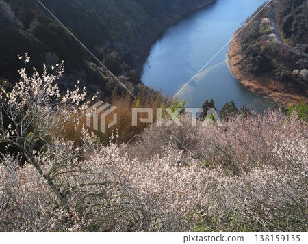 月瀨白林 月瀨白林 138159135