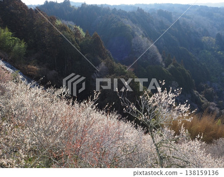 Tsukigase Bairin 138159136