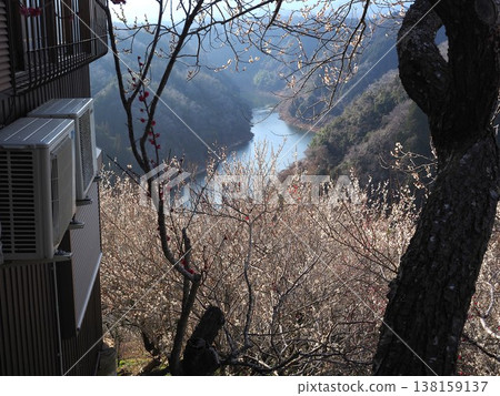 月瀨白林 月瀨白林 138159137