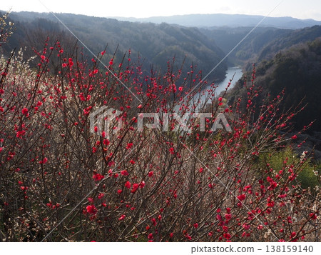 月瀨白林 月瀨白林 138159140