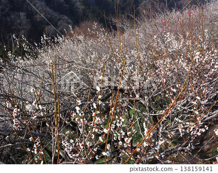 月瀨白林 月瀨白林 138159141