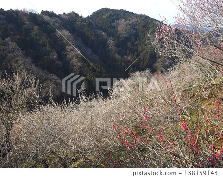 月瀨白林 138159143