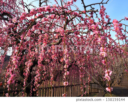 月瀨白林 月瀨白林 138159144