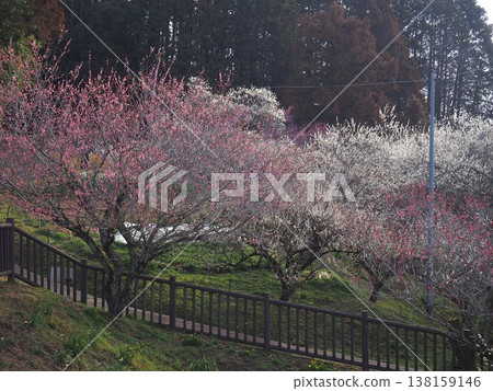 月瀨白林 138159146