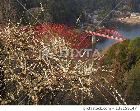 月瀨白林 月瀨白林 138159147