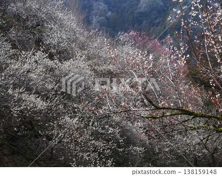 月瀨白林 138159148