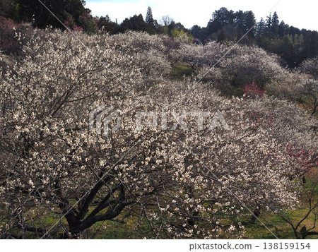 Tsukigase Bairin Tsukigase Bairin 138159154