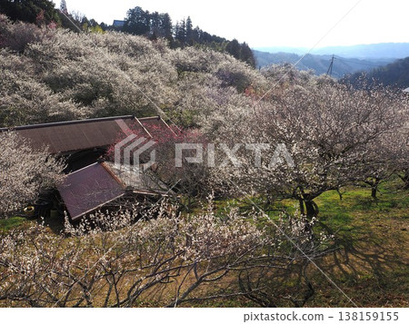 月瀨白林 138159155