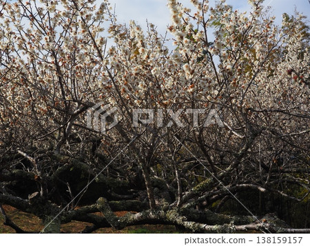 月瀨白林 月瀨白林 138159157