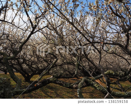 月瀨白林 月瀨白林 138159158