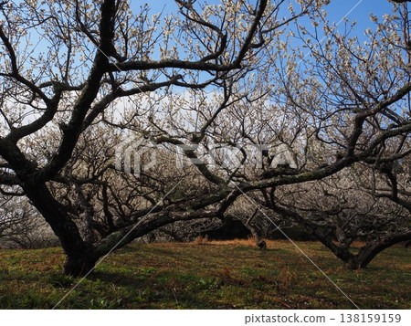 月瀨白林 月瀨白林 138159159