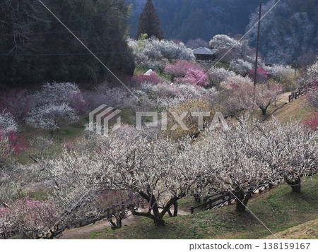 月瀨白林 138159167