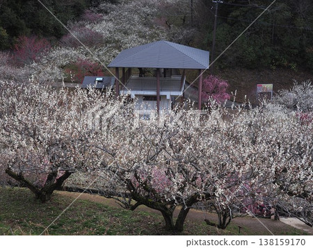 月瀨白林 138159170