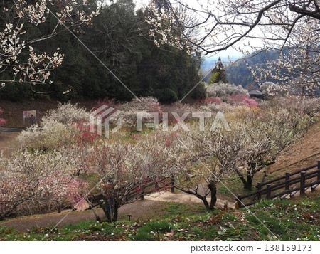 月瀨白林 138159173